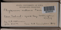 Physarum nutans image